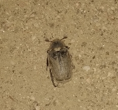 Anoxia australis