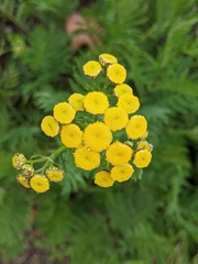 Tanacetum vulgare