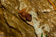 Pristimantis ramagii