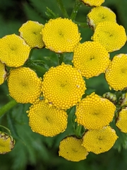 Tanacetum vulgare
