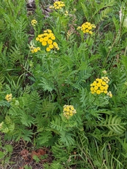 Tanacetum vulgare