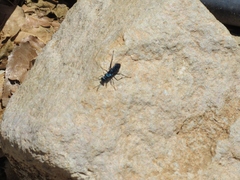 Chlorion aerarium