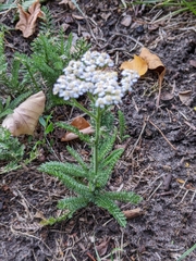 Achillea millefolium