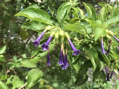 Iochroma cyaneum