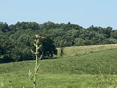 Spiza americana
