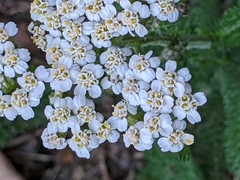 Achillea millefolium