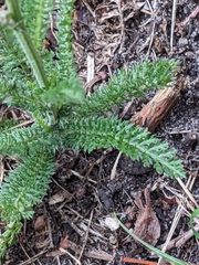 Achillea millefolium