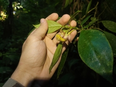 Nematanthus tessmannii