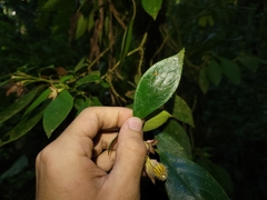 Nematanthus tessmannii