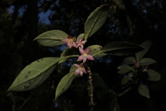 Nematanthus tessmannii