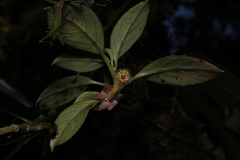 Nematanthus tessmannii