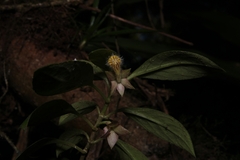 Nematanthus tessmannii