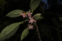 Nematanthus tessmannii