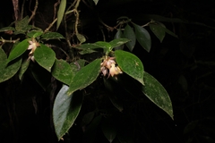 Nematanthus tessmannii