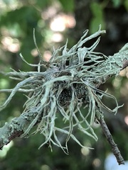 Ramalina calicaris