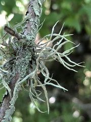 Ramalina calicaris