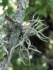 Ramalina calicaris
