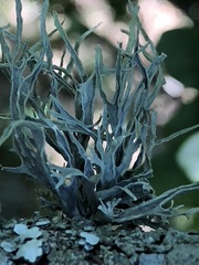 Ramalina calicaris