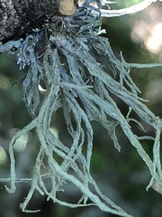 Ramalina calicaris
