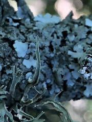 Ramalina calicaris