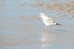 Chroicocephalus ridibundus