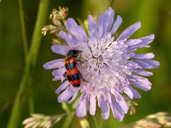 Trichodes favarius