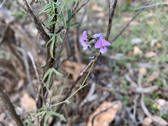 Glycine rubiginosa