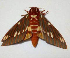 Citheronia azteca