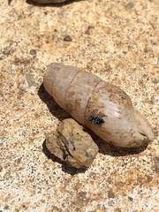 Salticidae