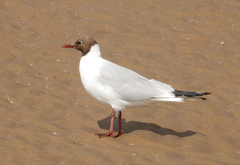 Chroicocephalus ridibundus