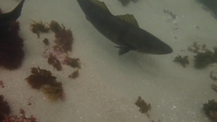 Atractoscion nobilis