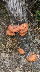 Trametes coccinea