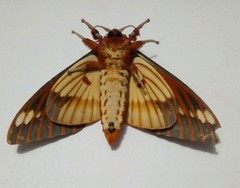 Citheronia azteca