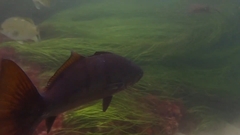 Atractoscion nobilis