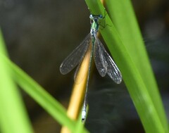 Lestes inaequalis
