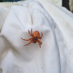 Araneus iviei