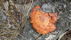 Trametes coccinea