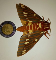 Citheronia azteca