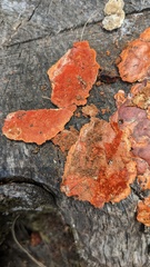 Trametes coccinea