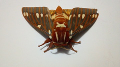 Citheronia azteca