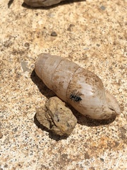 Salticidae