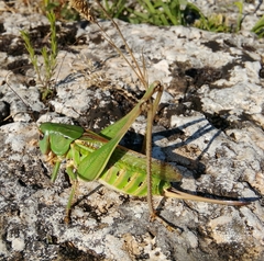 Decticus verrucivorus