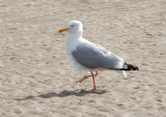 Larus argentatus