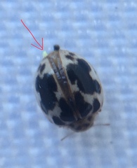 Hesperomyces virescens