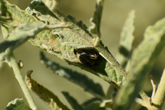 Calligrapha dislocata