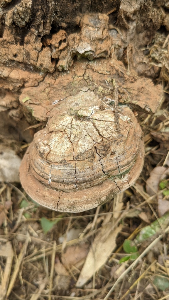 Ganoderma applanatum · July 2022 · photo: © atsushi_nakajima_cirque (iNaturalist, cc-by)