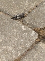 Oedipoda