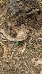 Ganoderma applanatum