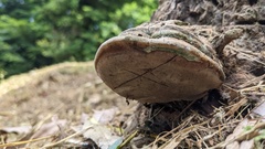 Ganoderma applanatum