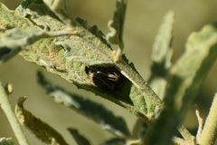 Calligrapha dislocata